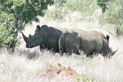0245-Reis Zuid-Afrika2007